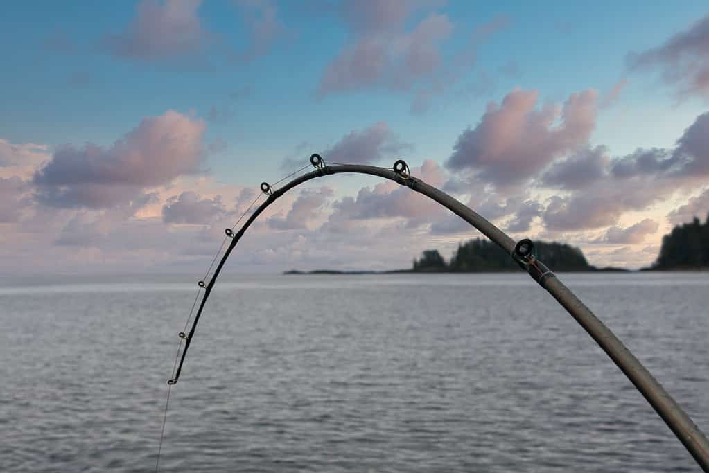 A fishing pole bent with a fish on the line