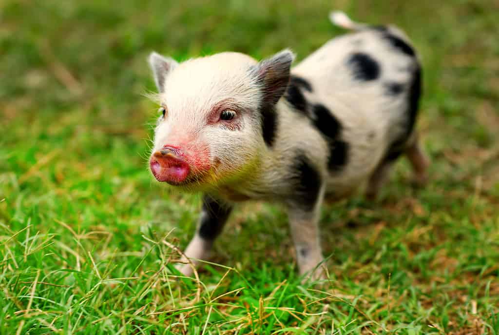 Meet The 5 Cutest Pigs In The World - A-Z Animals