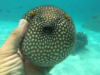 Pufferfish vs. Blowfish: Are They the Same Thing? - A-Z Animals