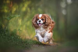 Cavalier King Charles Spaniel Prices in 2024: Purchase Cost, Vet Bills, and More! Picture