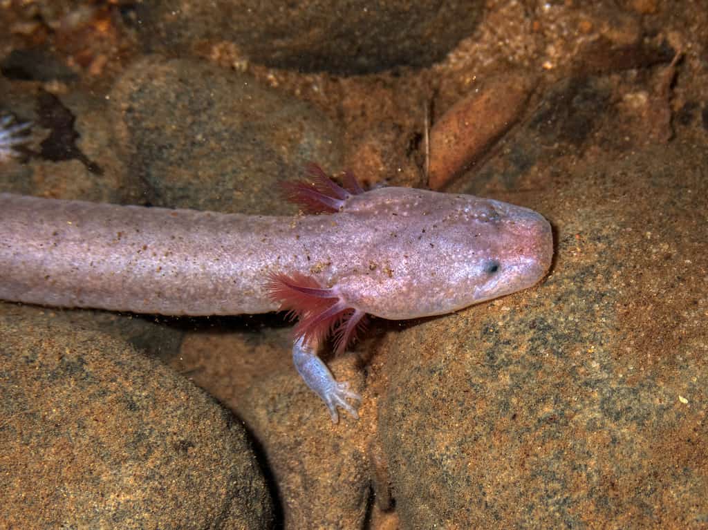 Tennessee Cave Salamander (Gyrinophilus palleucus) from a cave in Franklin County, Tennessee, USA