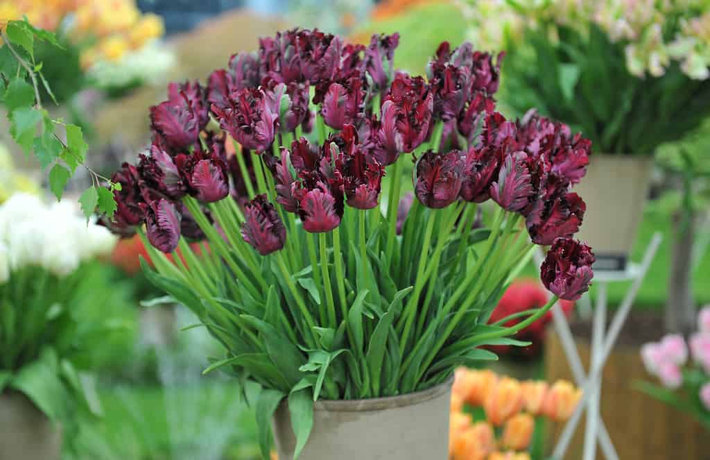 A bouguet of dark purple, almost black, tulips (tulipa) Black Parrot on an exhibition in May 2016