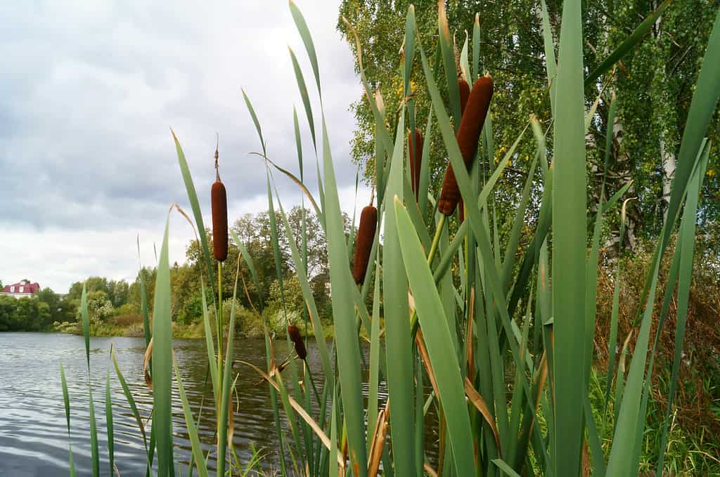 Cattail(Typha latifolia, Common Bulrush) against a cloudy sky, pond and trees.