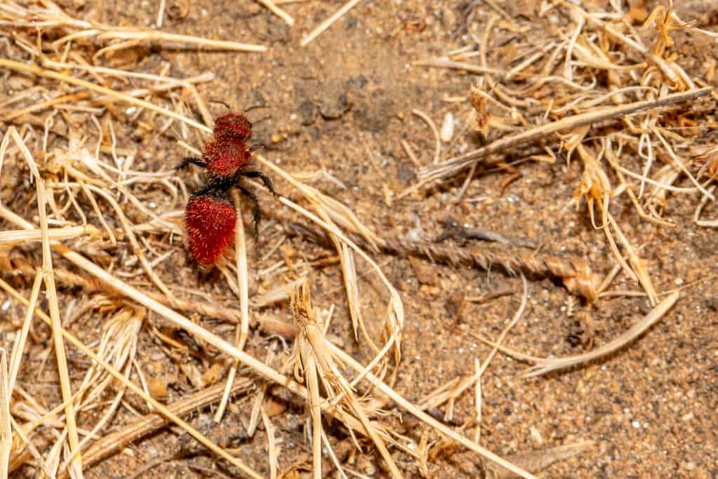 Red velvet ant female wingless on straw.