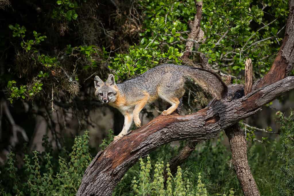 Gray foxes are excellent tree climbers