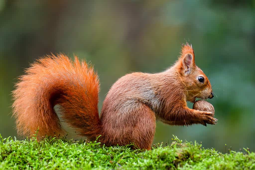 A red squirrel eating a nut on a moss trunk