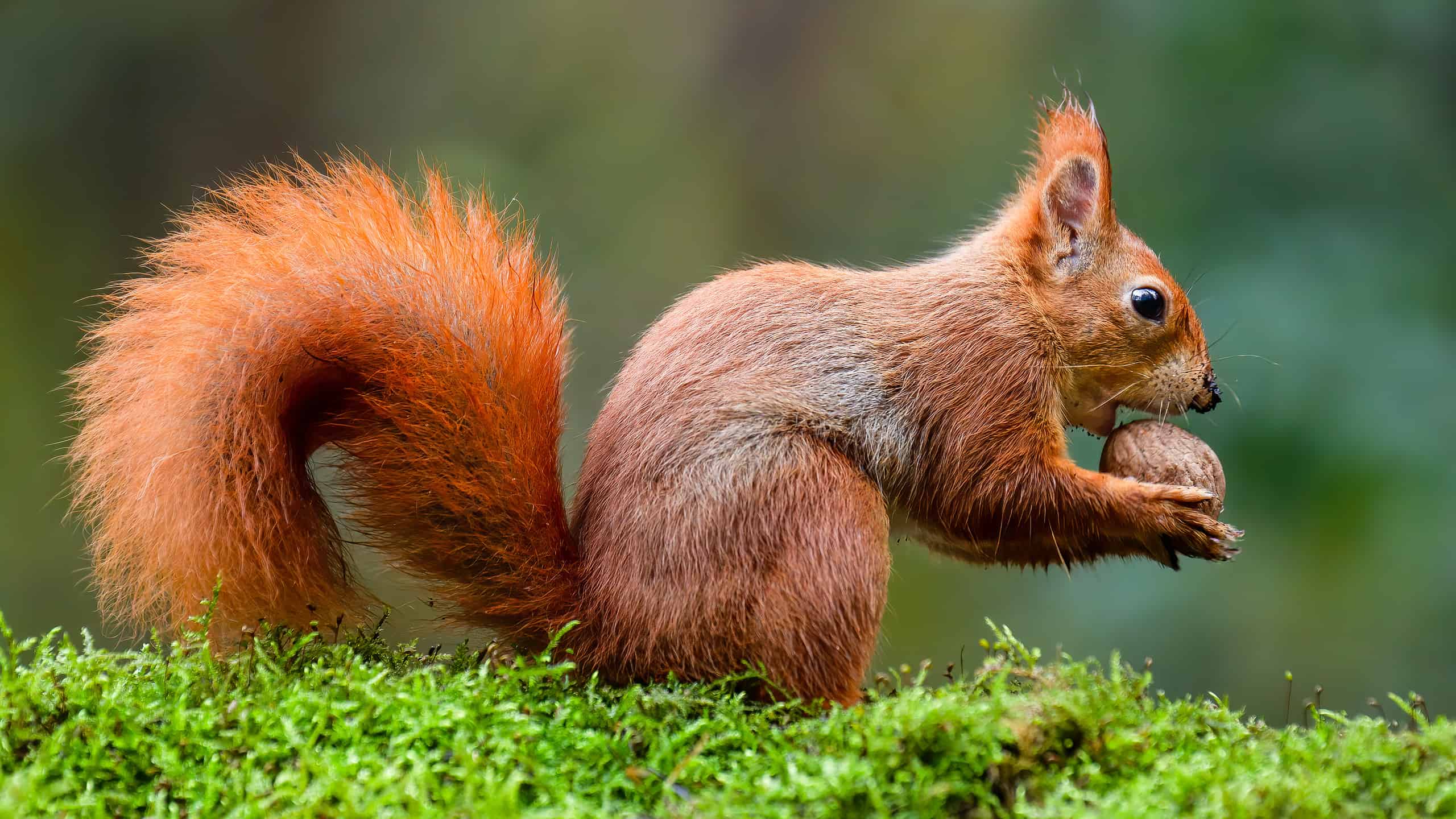 A red squirrel eating a nut on a moss trunk