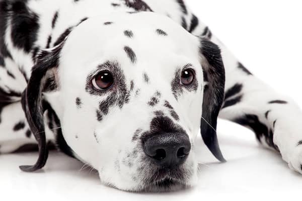 Beautiful Dalmatian dog.