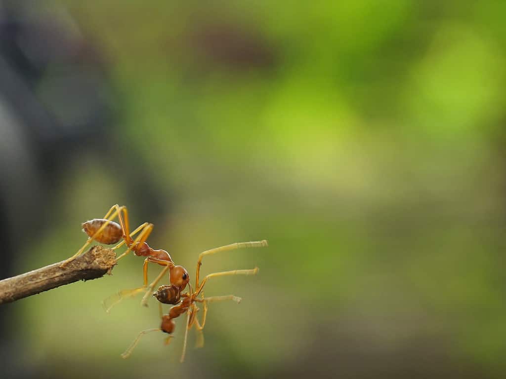Weaver ant helping a wounded ant teammate