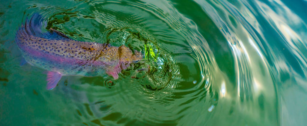 Fishing rainbow trout in clear water