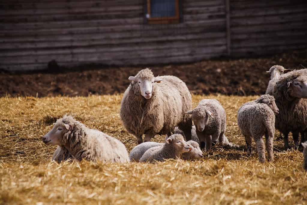 Flock of sheep in an open stall in the farm.