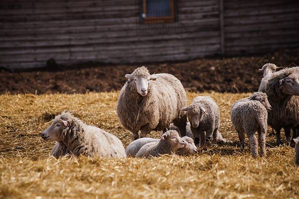 How Much Does A Bale Of Hay Weigh? The Answer May Surprise You - A-z 