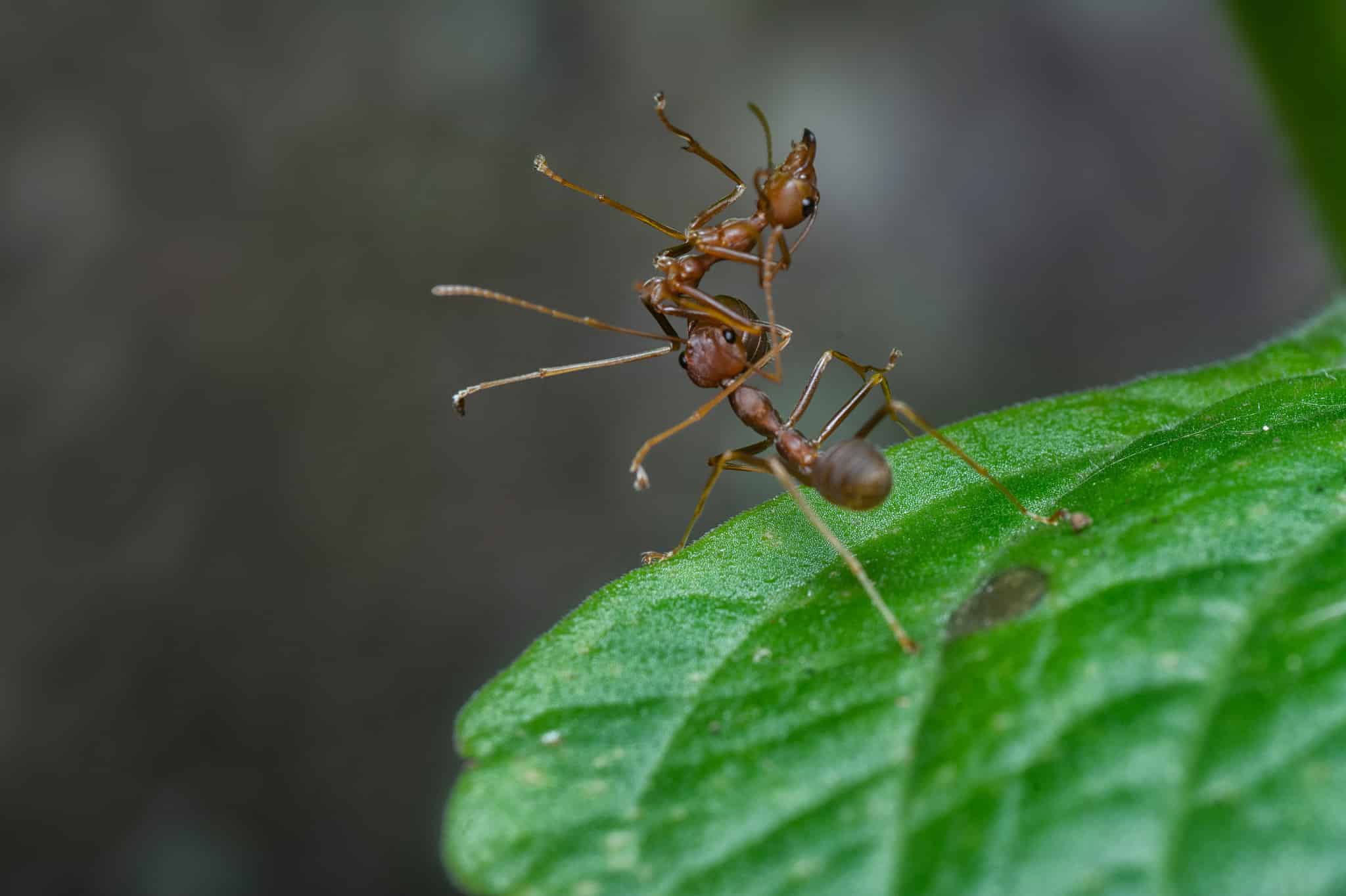 Discover Why Ants Carry Away Their Dead - AZ Animals