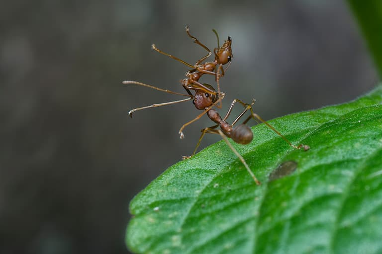 Weaver ant carries its dead teammate