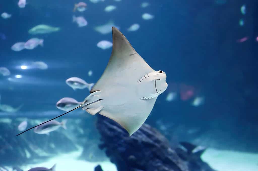 Stingrays have a venomous barb on the end of their tail.
