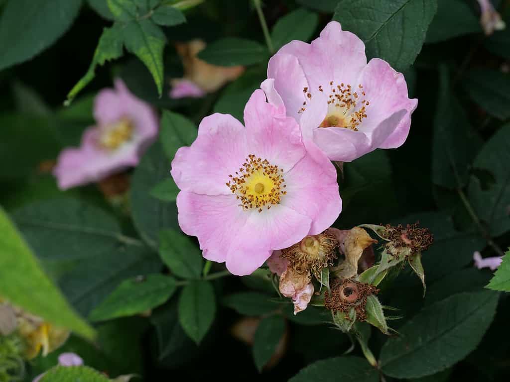 Rosa carolina, commonly known as the Carolina rose, pasture rose, or prairie rose, is a shrub in the rose family native to eastern North America.
