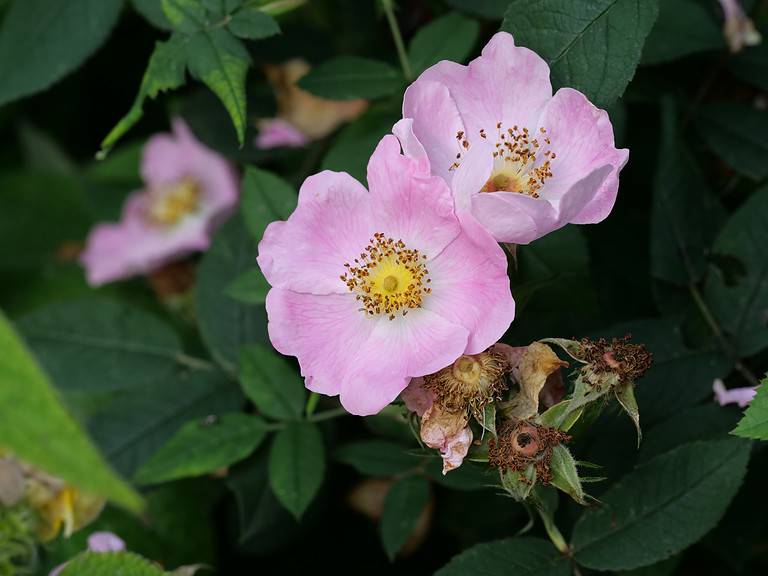 Discover 5 Wild Roses That Grow In Ohio