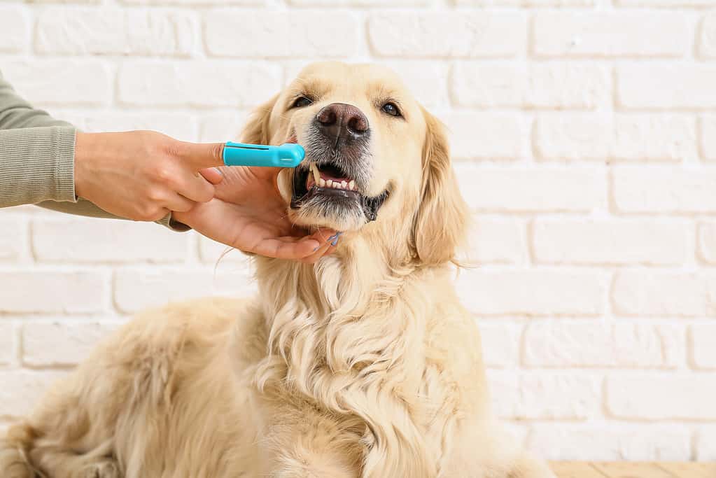 Golden retriever brushing teeth