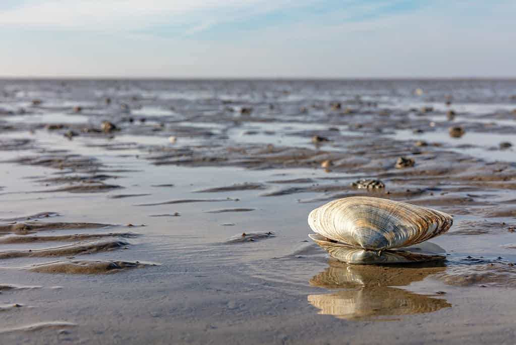 A clam on the Wadden Sea mudflats in Germany