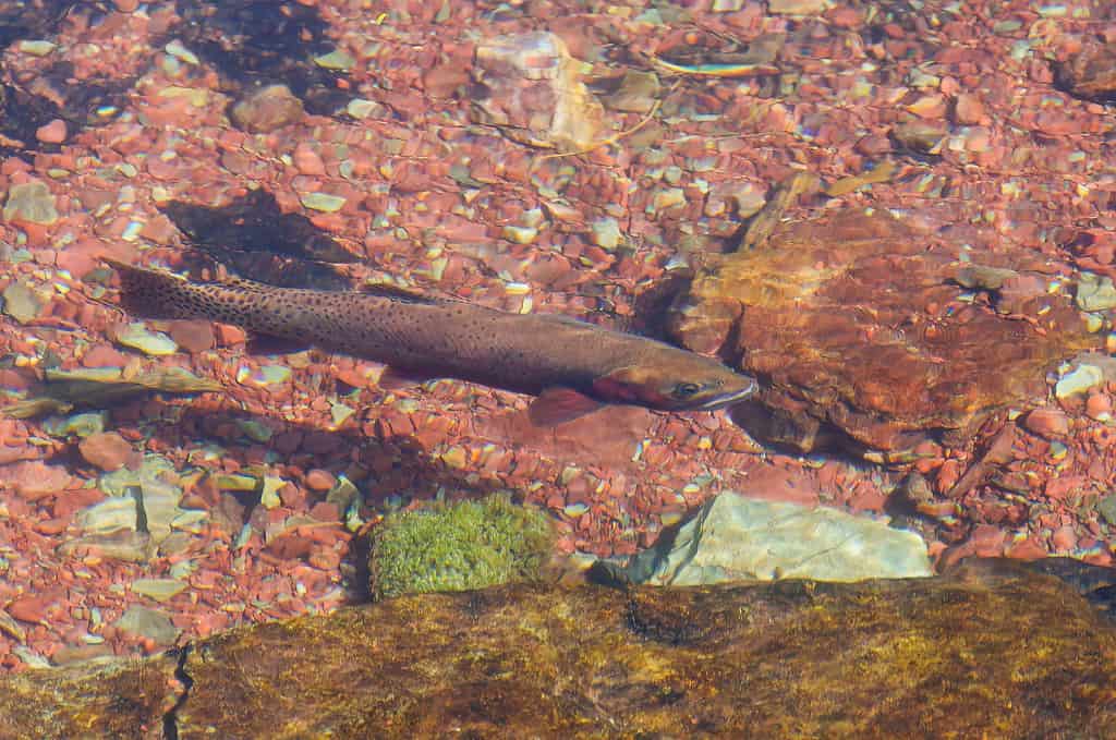 Oncorhynchus clarkii lewisi or the blackspotted cutthroat trout in a pool in Montana.