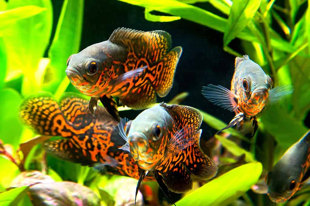 Oscar fish (Astronotus ocellatus)