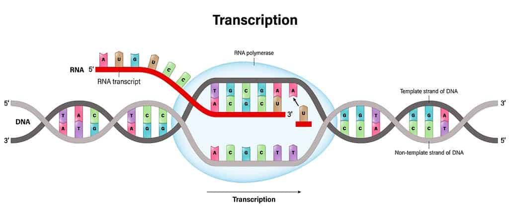 Transcription.. DNA directed synthesis of RNA