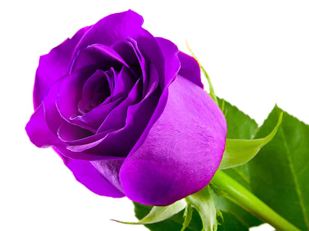 Purple Roses Photos