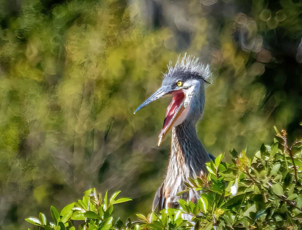 Great Blue Heron chick with mouth open at the Venice Area Audubon Bird Rookery in Venice Florida USA