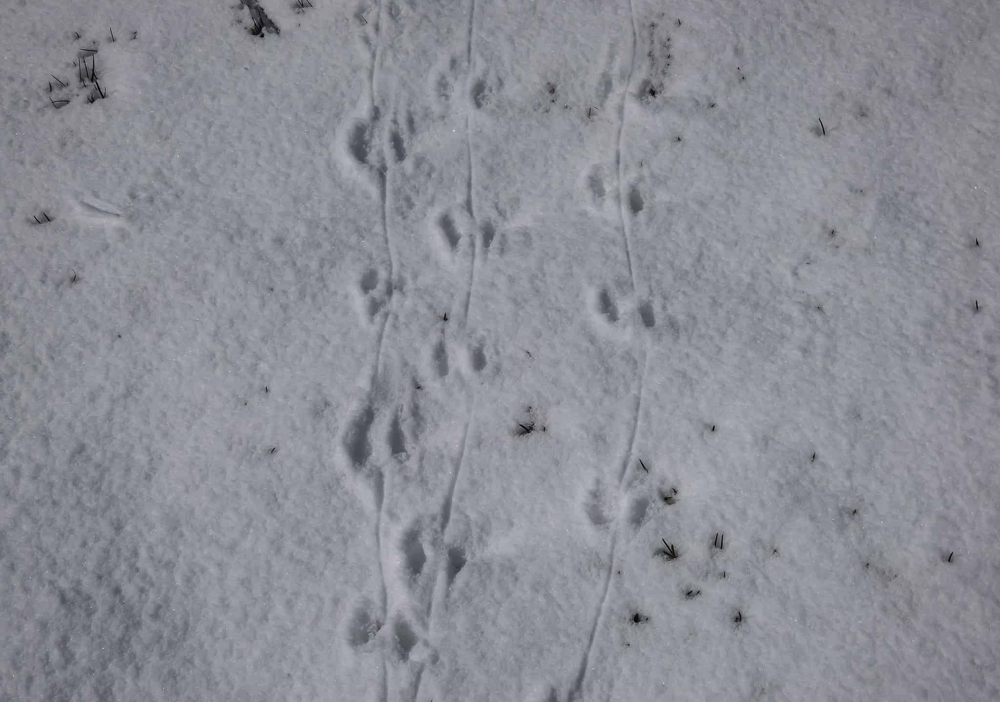 Mouse Tracks: Identification Guide for Snow, Mud, and More - A-Z Animals