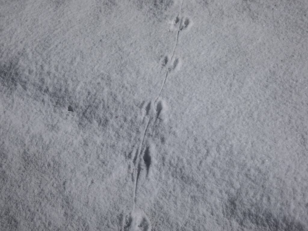 mouse tracks