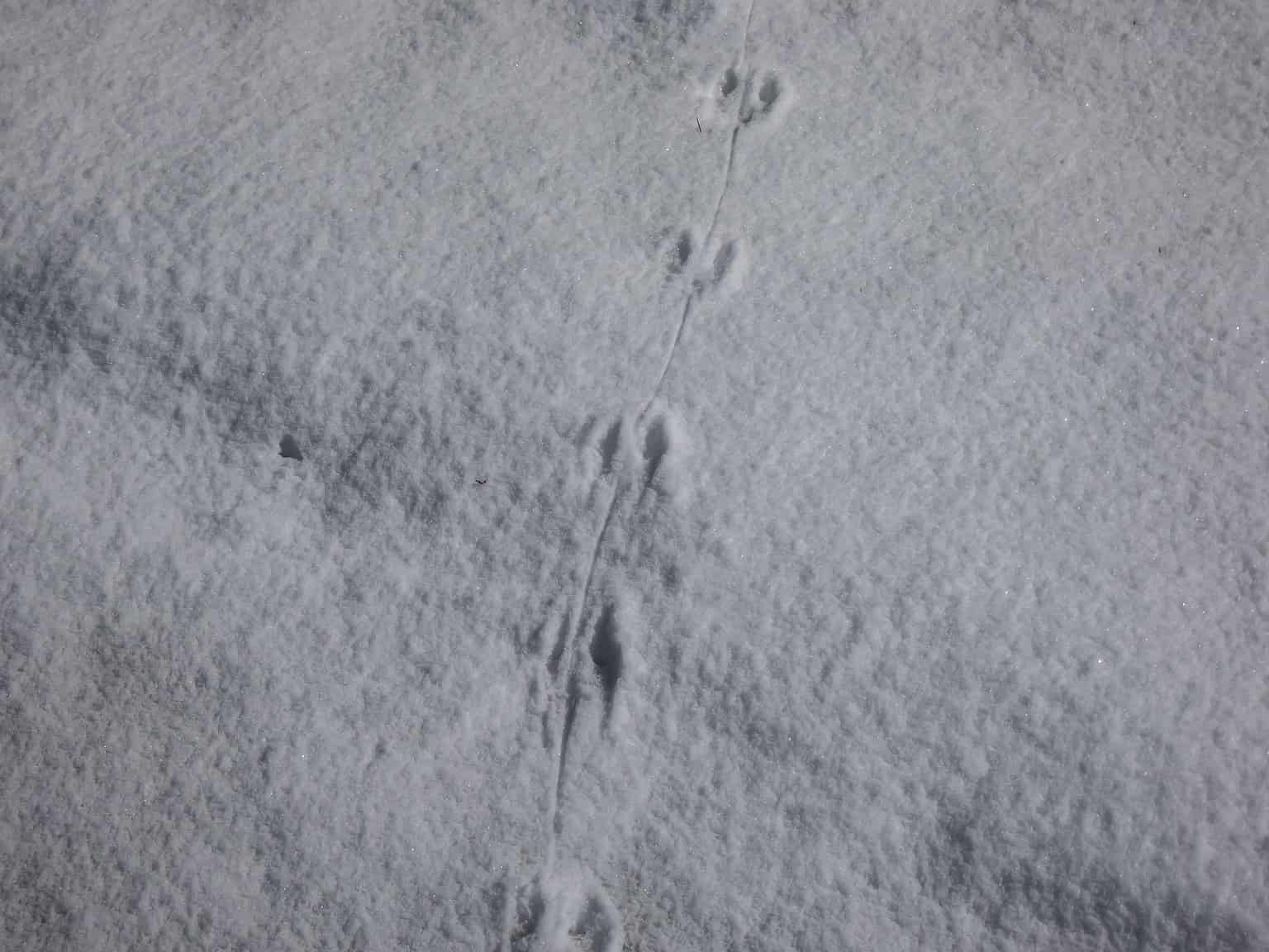 Mouse Tracks: Identification Guide for Snow, Mud, and More - A-Z Animals