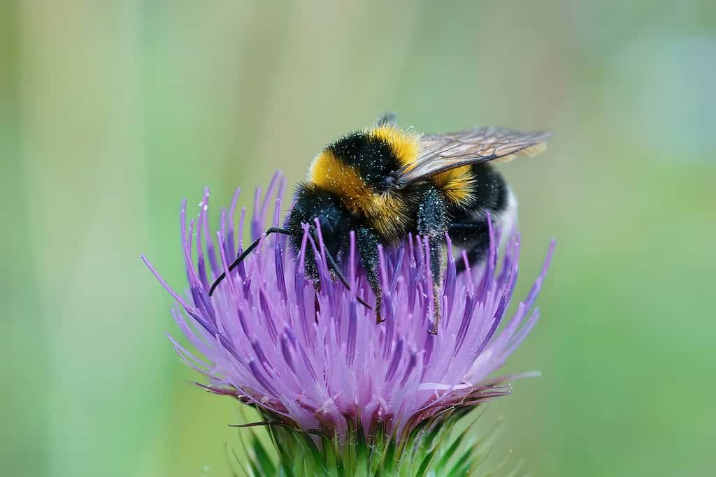  small garden bumblebee, Bombus hortorum, drinking nectar form a purple thistle flower