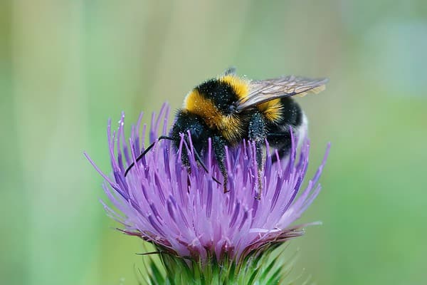 Here's How You Can Help Pollinators in Your Own Backyard