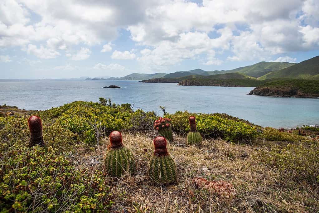 eautiful landscape view of U.S. Virgin Islands National Park on the island of Saint John during the day.