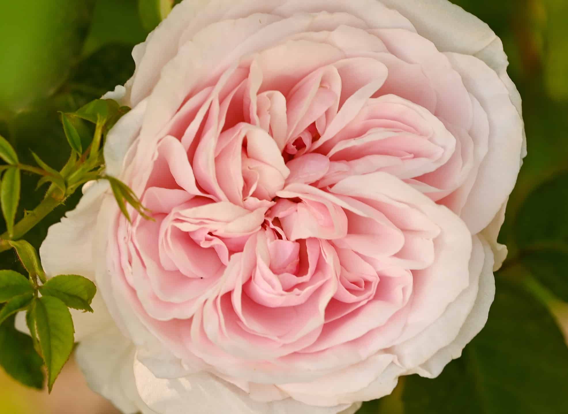 9 TroubleFree Roses in South Carolina AZ Animals