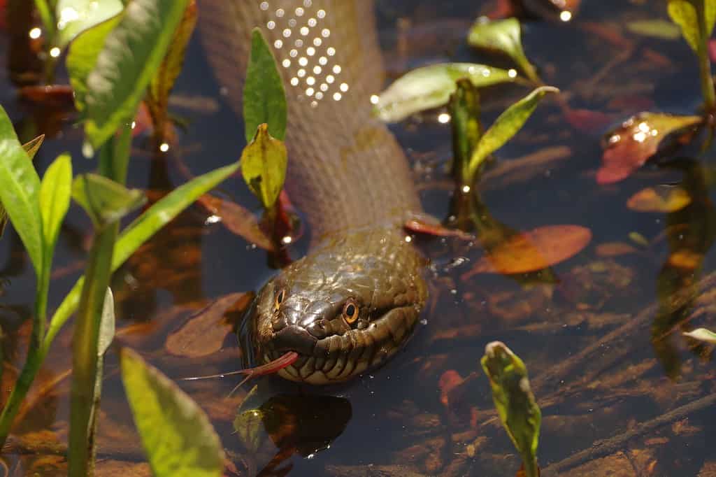The northern water snake is medium in length and thick, with dark marks and bands on a lighter body. 