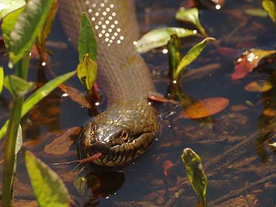 A The Most Snake-Infested Lakes in South Carolina