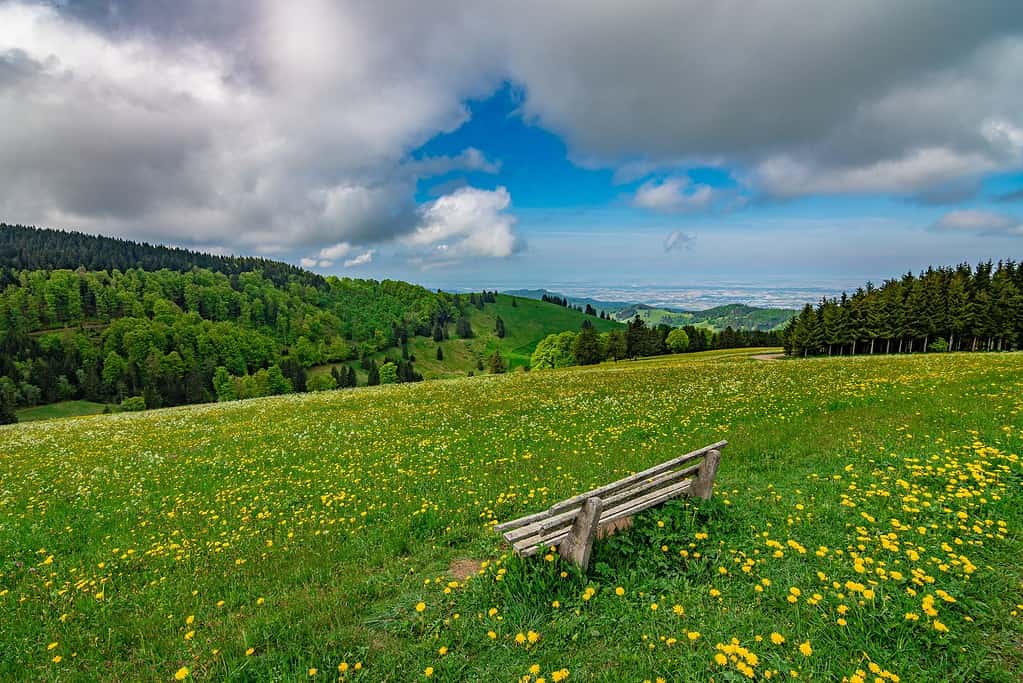 A green and yellow meadow with a bench and a view of the valley in the Black Forest National Park Germany