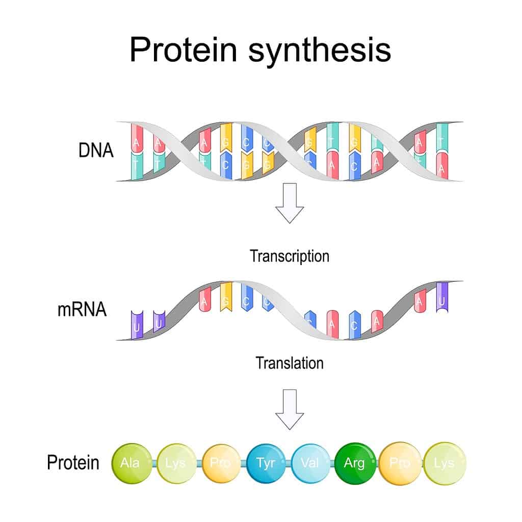 transcription and translation. Protein synthesis.