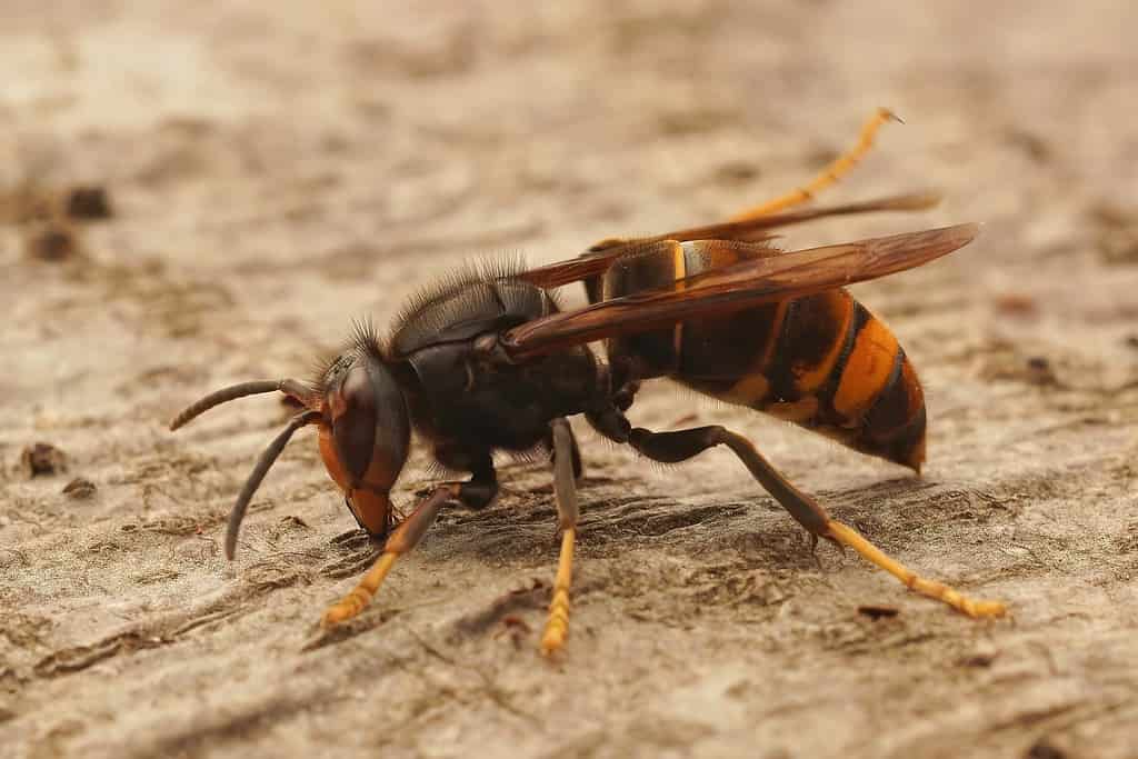 yellow-legged hornet