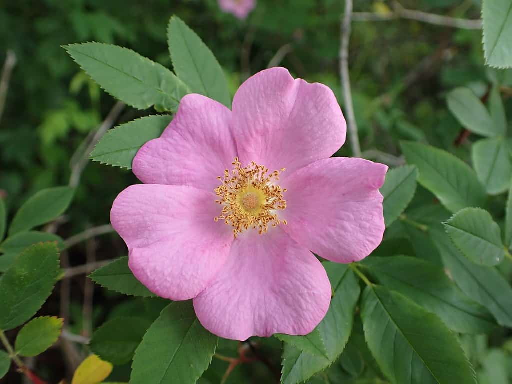 Pink Swamp Rose Rosa palustris with green leaves