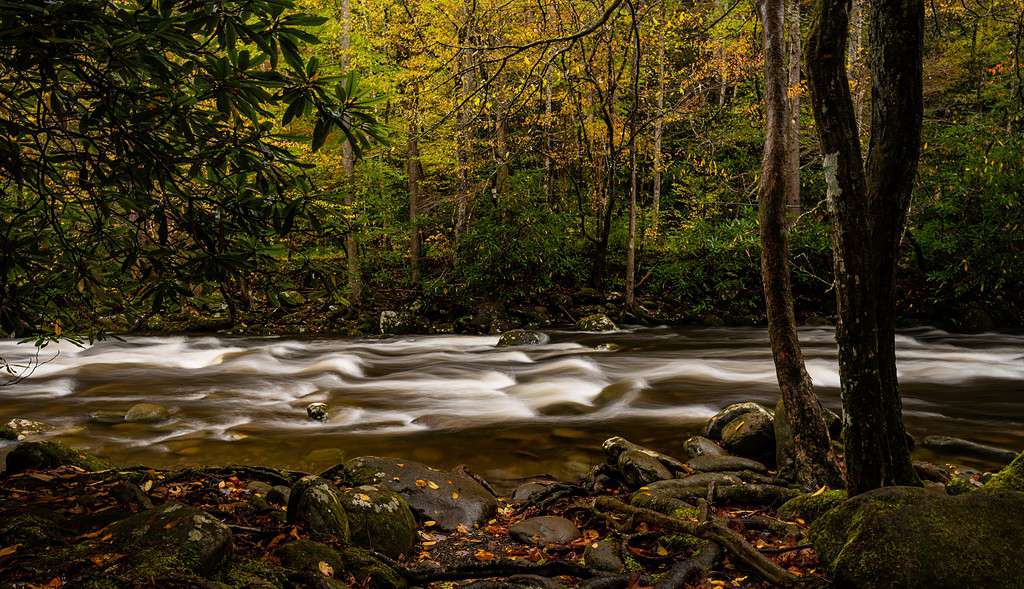 West Prong Of Little Pigeon River Rushing Through Forest In Fall in the Smokies