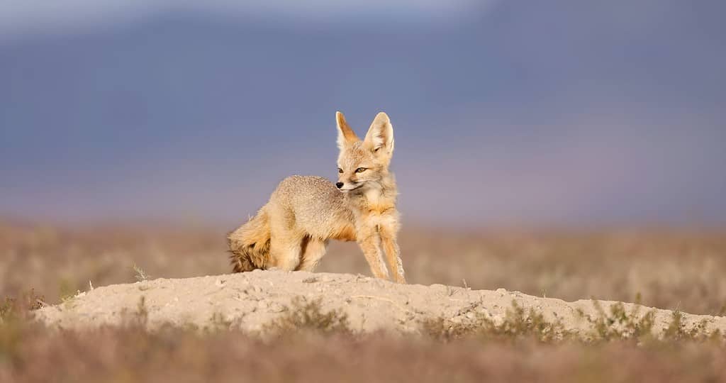 The kit fox (Vulpes macrotis)