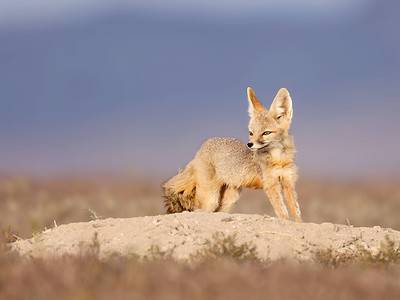 Kit Fox Picture