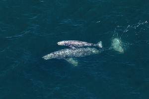 Discover the Official California State Marine Mammal Picture