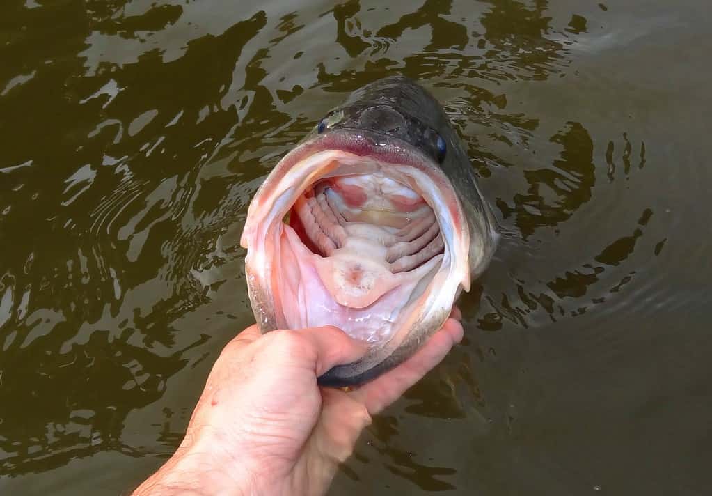 Gaping mouth of a largemouth bass