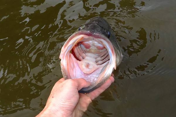 Gaping mouth of a largemouth bass
