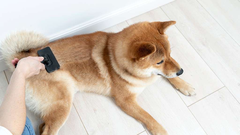 Shiba Inu dog being brushed