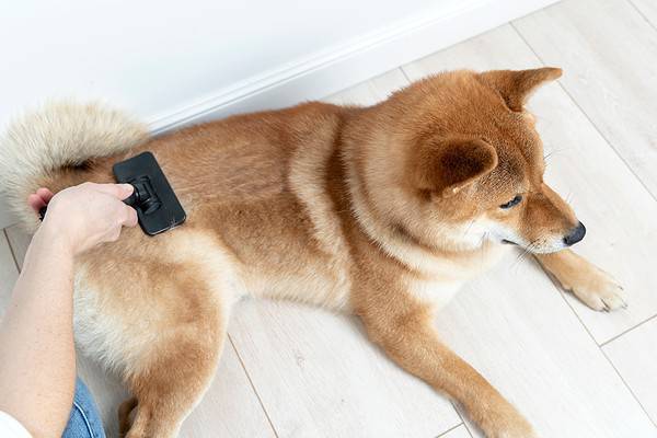 Shiba Inu dog being brushed.