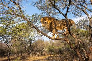Male Lion Gets Cornered and Trapped In a Tree, Sharp Buffalo Horns Waiting Below! Picture